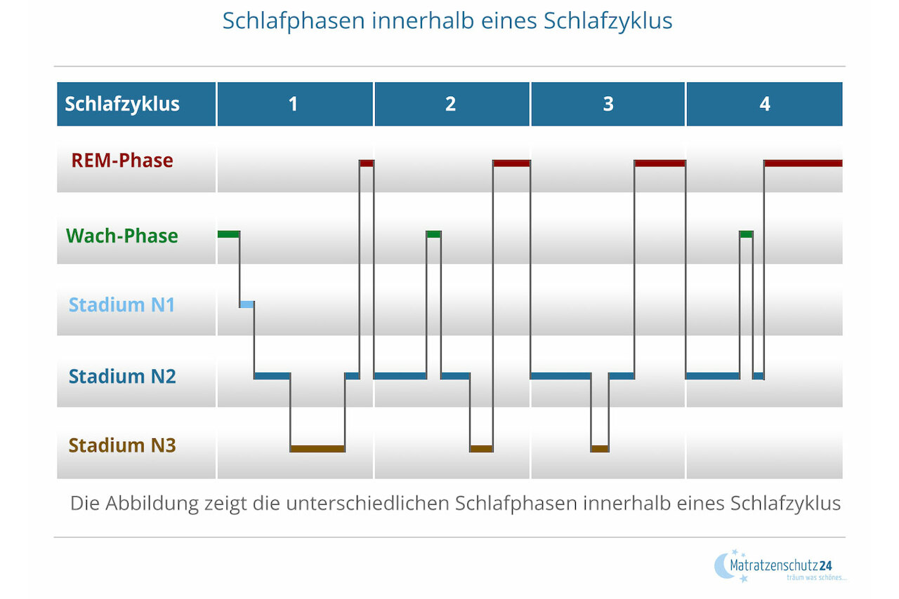 Schlafphasen innerhalb eines Schalfzyklus